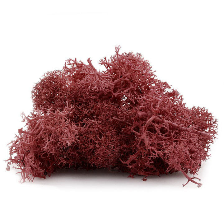 Islandska mahovina 12 g — slika 4