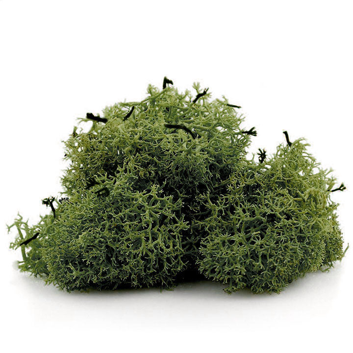 Islandska mahovina 12 g — slika 2