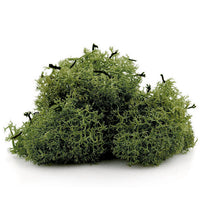Islandska mahovina 12 g — slika 2