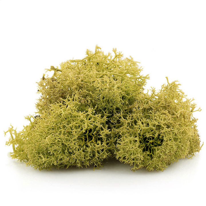 Islandska mahovina 12 g — slika 3