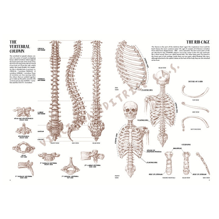 Stručni priručnik za crtanje ljudske anatomije iz kolekcije Leonardo 04.