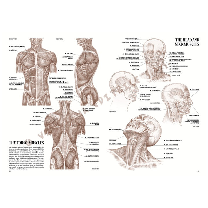 Detaljan prikaz anatomskih studija iz kolekcije Leonardo 04.