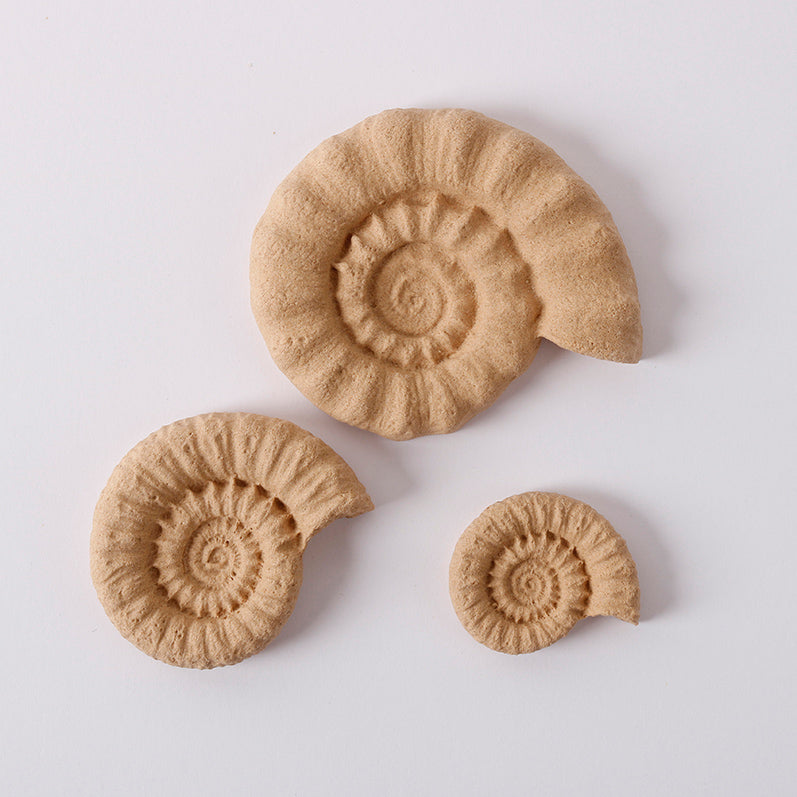 Pentart Elastic wood Shell set školjke 6,5 x 5,5 cm 3 kom