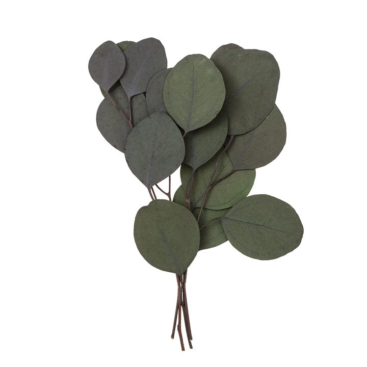 Četiri stabilizovane grane eukaliptusa Populus zelene boje, dužine 20 cm, za kreativne aranžmane.